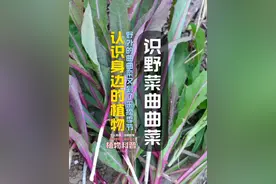 认识野菜曲曲菜 #曲曲菜  #挖野菜  #谁知道这是什么  #内容启发搜索  #春日机位大赛视频封面