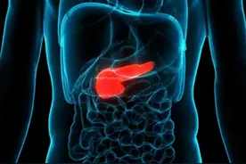 胰的位置和形态 #人体内脏器官的科普 #医学知识科普 #消化 @抖音短视频视频封面