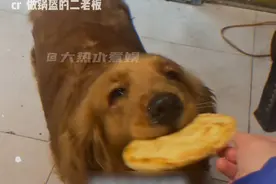 狗来财猫来富，恭喜发财！#爱吃锅盔的金毛 #狗狗 #锅盔 #治愈 #可爱到爆炸💥视频封面