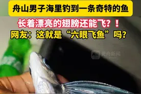 舟山男子海里钓到一条奇特的鱼，长着漂亮的翅膀还能飞？！网友：这就是#六眼飞鱼 吗？#海钓 #舟山 #海鲜 #飞鱼 
来源：@翔仔