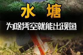 为什么挖个水塘，凭空就能出现鱼？鱼是从哪里冒出来的？ （3）#科普#鱼#水塘#鱼塘#内容启发搜索视频封面