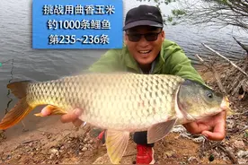 钓到鲤鱼，千万不要有负罪感，放生可以，放生姜也可以！ 人类视频封面