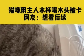 6月30日内蒙古，猫咪用主人水杯喝水头被卡，网友：想看后续#萌宠 @河南省交通事业发展中心 视频封面