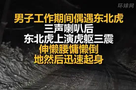 男子工作期间偶遇东北虎，三声喇叭后，东北虎上演虎躯三震，伸懒腰慵懒倒地然后迅速起身视频封面