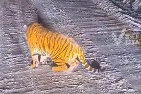 12月2日，吉林汪清。市民开车遇野生东北虎情侣，专家：东北虎是独居动物，“伴侣”在一起通常只有几天，很少能在野外拍到两只老虎同框的视频。视频封面