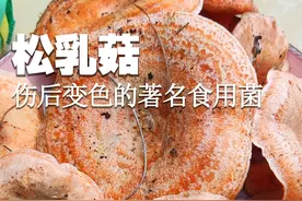 伤后变绿色的著名食用菌：松乳菇 伤后变绿色的著名食用菌：松乳菇#萌知计划 #科普 #野生菌 #采蘑菇 #枞菌