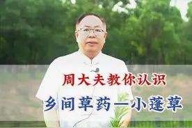 周大夫带你认识乡间草药——小蓬草 #北京强寿中医医院