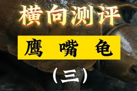 一条视频教你辨别鹰嘴龟~ 越南鹰。缅甸鹰。中国鹰视频封面