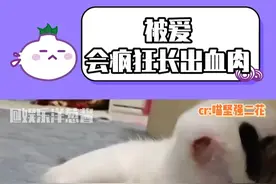妈妈的爱给了二花新的脚#猫咪 #感动 #救赎 #家人 #治愈视频封面