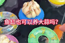 鱼缸养蒜新姿势！游泳圈+大蒜=神仙组合！ 鱼友们，今天我要给你们分享在鱼缸里养大蒜的超高级方法！搞几个这样的游泳圈扔进鱼缸里。然后把大蒜洗干净，直接放在游泳圈上面就行啦！你们瞧，鱼缸灯能给大蒜提供光照呢，大蒜的根部接触水面后，就会不停地长出新的根系哦！这些根系还能吸收水中的有害物质，从而净化鱼缸的水质，这可真是一举多得呀！家人们赶紧试试吧！#鱼缸养蒜#鱼缸水培植物 #鱼缸水培大蒜 #养鱼养心