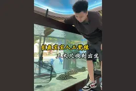 魟鱼人工繁殖顺利产出一窝，每一条都肥嘟嘟的！ #金泓观赏鱼 #观赏鱼 #魟鱼 #魟鱼繁殖