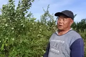 种植连翘效益如何？虎头山合作社告诉你真实情况。#新农人计划视频封面
