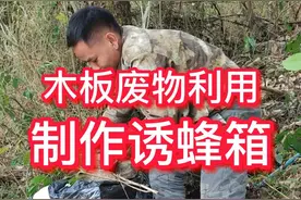 #蜜蜂养殖技术分享 #诱蜂技术 #三农计划2022 只要懂得诱蜂原理，诱蜂是非常非常简单的，认真看完我这条视频，诱不来蜂你来找我。视频封面