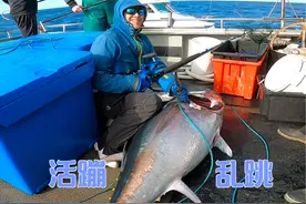 这蓝鳍金枪鱼假的吧，怎么会动的！ #悉尼海钓A大师 #热点视频封面