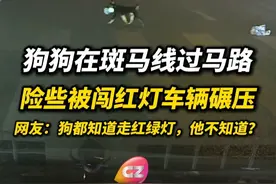流浪狗叼杯子开心地过斑马线，下一刻差点被闯红灯车辆碾压，拍摄者：很生气，已经举报。#交通安全 #流浪狗 #斑马线 #闯红灯