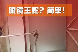 2米长“过山峰” 出没，消防员一举拿下！ #野生动物 #眼镜王蛇 #抓蛇 #消防员 @肇庆消防视频封面