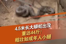 近日，深圳大鹏新区，市民报警家中惊现蟒蛇，盘踞在鸡舍墙角吃鸡，消防现场抓捕后放生野外，春夏季是蛇出没的高峰期，蛇活动频繁，市民遇蛇不要盲目捕捉。#深圳dou知道 #蟒蛇 #有蛇出没 @抖音短视频 @DOU+小助手视频封面