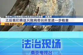 小区居民捡到灰鸟 原是“三有”保护动物 #小区 #居民 #保护 #动物