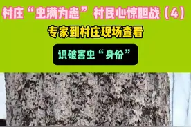 村庄“虫满为患”，村民心惊胆战(4)专家到村庄现场查看，识别害虫身份 #密集恐惧症 #惊呆了 #虫视频封面