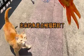 没辜负它们吧？ #钓鱼遇到猫 #我和流浪猫的故事视频封面