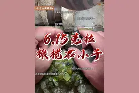 6.15克拉天然橄榄石纯净体新鲜出炉价格小千 国产的橄榄石出成率很低，即使是玻璃体的橄榄石原料，细看还能看到很多黑点、亮泡、絮状物以及裂隙。这颗橄榄石原料60多克拉，实际成品只有6.15克拉，出成率只有10%。超过5克拉的纯净橄榄石是非常稀少的，10克拉以上更是如此，且买且珍惜。
#宝石 #橄榄石 #宝石加工 #匠人精神 #珠宝首饰视频封面