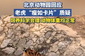 北京动物园回应老虎“瘦如卡片”质疑：饲养科学合理，动物体重均正常