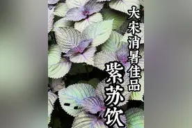 古老的香料植物紫苏在宋朝竟然被制成网红饮料？ #植物科普 #紫苏 #紫苏饮 #自制饮料视频封面