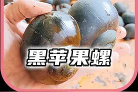 福寿螺和黑苹果螺的区别？ 福寿螺和黑苹果螺的区别？#有趣的冷知识#奇闻异事 #百科 #解说 #科普 #生活 