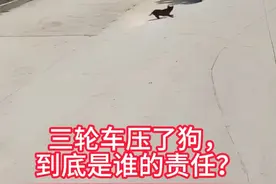 三轮车压了狗，到底是谁的责任？ #动物 #动物的迷惑行为 #狗 #狗是人类最忠诚的朋友 #内容启发搜索视频封面