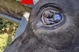 牛老二眼珠子里长有三个肉球，疼的哭爹喊娘，那该咋办？