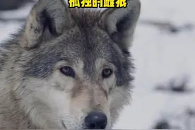 雌狼因为雄性头狼的陨落，最终被迫带着身孕离开了狼群