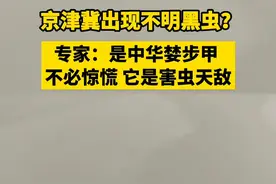 京津翼出现不明黑虫？专家：是中华婪步甲，不必惊慌，它是害虫天敌