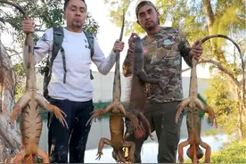 国外狩猎鬣蜥视频封面