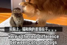 猫和狗的思维差异在于。。
#狗狗 #猫星人 #萌宠