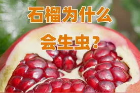 买到的石榴为什么会生虫？ #科普 #涨知识 #水果猎人杨晓洋 #水果 #石榴
