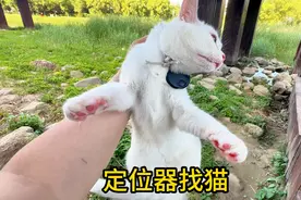 花15块买的苹果定位器，绑到走丢了的宠物猫身上，还能找回来吗视频封面