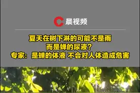 夏天在树下淋的可能不是雨而是蝉的尿液？专家：是蝉的体液，不会对人体造成危害