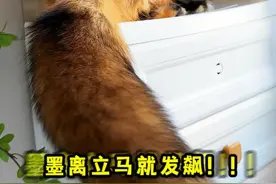 想摸狐狸尾巴么？先对暗号来 #铲屎官的乐趣 #萌宠成精了 #神奇动物在抖音 #狐狸