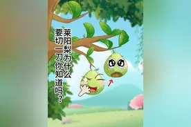 莱阳梨为什么要切一刀你知道吗？ #动画 #水果 #三农 #原创动画