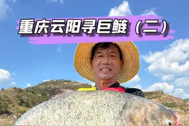 重庆云阳挑战60+野生巨型鲢鳙（二）。 #原来钓鱼才是抖音运动顶流 #2024dou来钓鱼