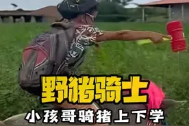 巴西小孩哥骑猪上学记 #骑猪 #离谱 #整活