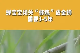 金蝉不是一个品种，而是一个成长阶段#科普 #三农小知识 #乡聚春天里 @抖音青少年 视频封面