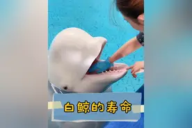 每年二月的第三个星期天被定义为“世界鲸鱼日”，大家来猜猜白鲸属于齿鲸呢？还是须鲸呢？视频封面