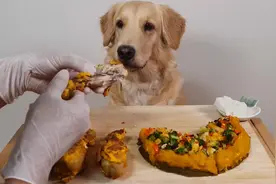 狗狗吃炸鸡腿，披萨#萌宠 #萌宠日常记录 #狗狗吃东西视频封面