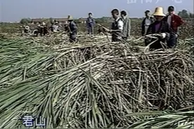 甘蔗是君山农场三大农作物之一 1995年，在战胜洪涝灾害的同时，君山农场1.5万亩甘蔗喜获丰收。平均每亩可产原料蔗5吨，总产可达6万多吨。#一代人的回忆 #农村生活 #怀旧 #8090后 #内容启发搜索