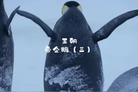 为什么帝企鹅妈妈要将幼崽抛弃，独自离开呢 #动物 #动物世界