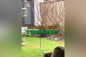 松鼠为何让人讨厌？又该如何要防范松鼠偷吃？ #松鼠 #科普 #有趣 #涨知识视频封面