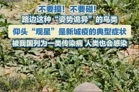 近日，有网友发帖称在路上遇到了“姿势诡异的鸟”引发网友关注。这种颈部扭转、头部后仰呈望天状的姿势，医学上被称为“观星”，是新城疫的典型症状。新城疫被世卫组织规定成必须上报的疫病，被我国农业部列为一类传染病。人类也可能感染此病毒，一般不会有生命危险，但会导致轻微的结膜炎和类似流行性感冒症状。