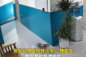 5月8日（发布），广西贺州。残疾小猫装上轮椅玩起漂移。速度拉满，漂出残影。网友：这轮椅确定没改装？@小政视频 #宠物猫 #轮椅 #万万没想到 （来源：@贺州广播电视台）视频封面