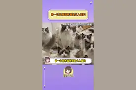 第一次见养猫养到走火入魔的！#养猫 #瓷砖厂 #爱猫人士 #内容启发搜索视频封面